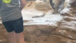 Meerkat at Pittsburgh Zoo
