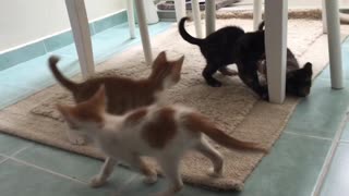 FUNNY CAT AND kittens MOWING COMPILATION