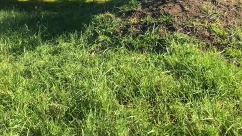 Black and white dog on back grass