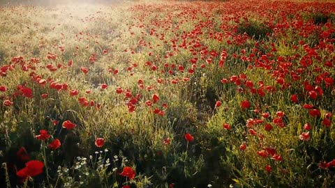 nature & amazing flower