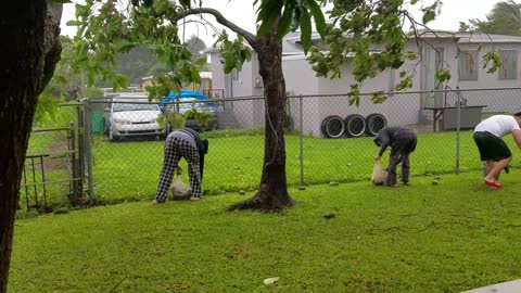 Hurricane Irma Avocado Collections