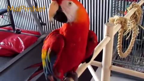 A. Parrot dancing with song