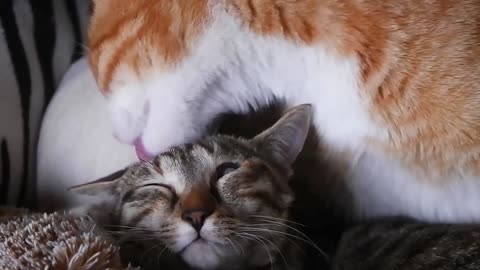 Cute kittens taking a tongue bath