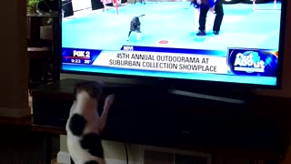 Dog Sees Itself on TV