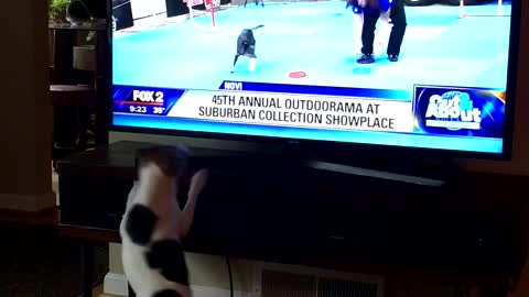 Dog Sees Itself on TV