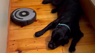 Dog Doesn't Budge For Vacuum