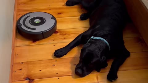 Dog Doesn't Budge For Vacuum