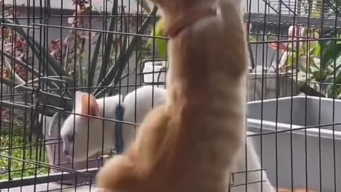 Funny animal videos