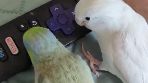 The Two Parrots Fighting for TV Remote
