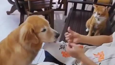 Dog and Cat feeding at same time