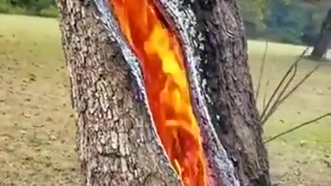 O Raio que caiu numa árvore e pegou fogo