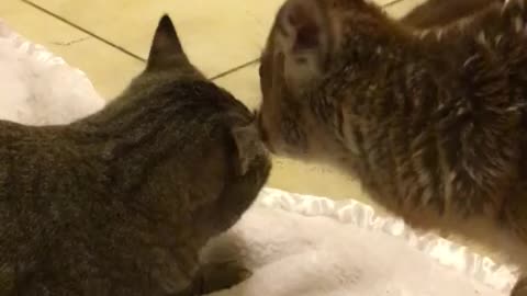 Little fawn gives a cat an adorable tongue bath