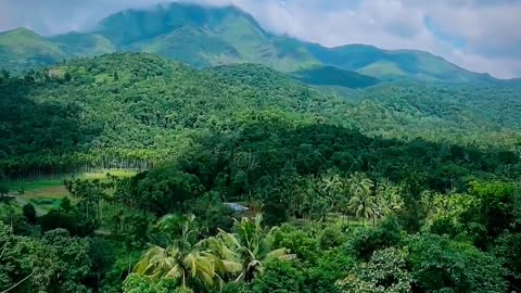 Discover Wayanad's Paradise: Nadukani Estate 🌳✨ #Shorts