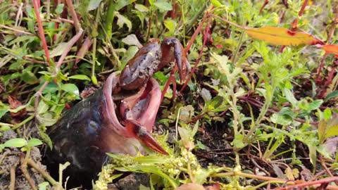 Crabs Coming Out From Fish Mouth Amazing Fishing Scine