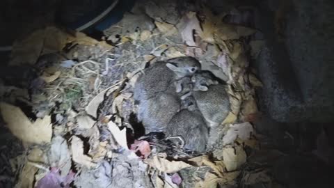 Baby bunnies under our porch