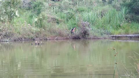 Pegando peixe grande - catching big fish