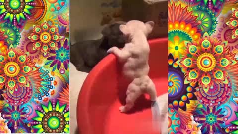 Funny animals videos 📼 2022