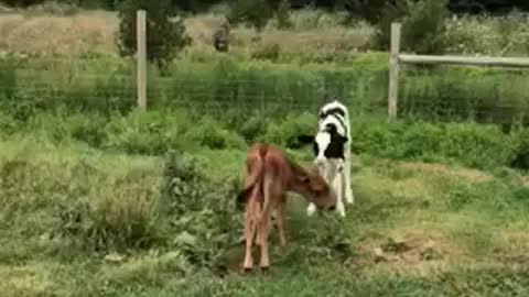 Calf introduced to baby sister, forms immediate friendship