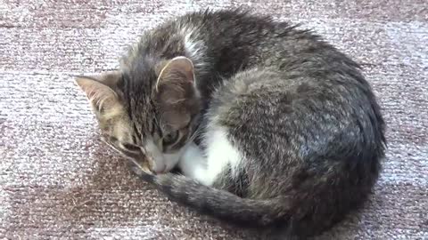 Kitten Sleeps Curled Up Like a Fox