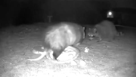 Opossum and raccoon come to blows