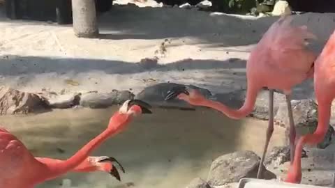 Flamingo chin wag