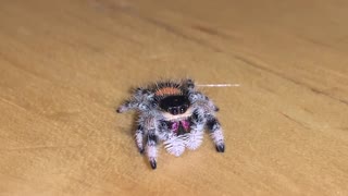 Friendly Soroa Jumping Spider Wanders across Wood