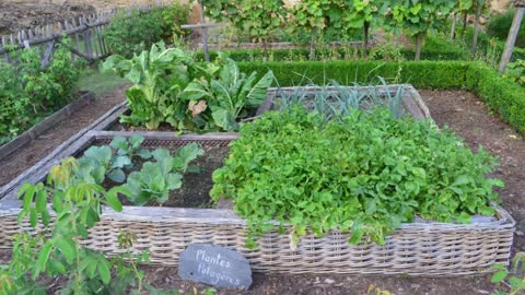 How to get rid of a wireworm A way to deal with cabbage in the garden! The Komissarov family