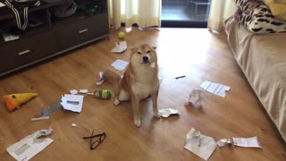Guilty Shiba Inu chews all of his owner's letters