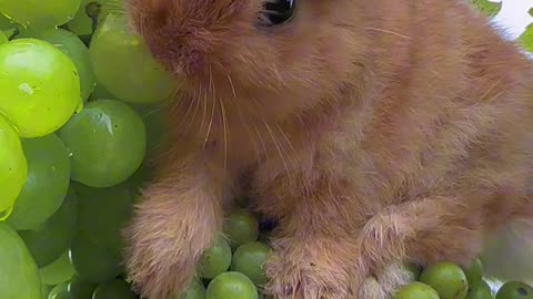 Rabbits munching on sweet grapes – it's snack time happiness!