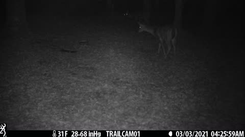 Great clip of two deer (does) getting a snack, 2 of 4, 3-3-21