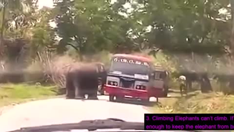 angry elephant destroys cars