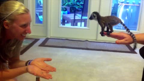 Baby Lemur at Play