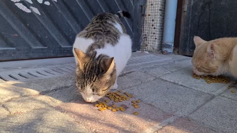 Poor hungry pregnant cat meows constantly to get some food