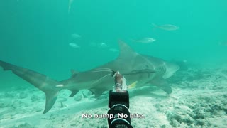E-Shark Force Test | Shark Deterrent Device | Diving With Bull Sharks In The Bahamas