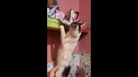 New Funny Animals Video 2024 | Funniest Cats and Dogs Videos | New Funny Video Of Cat And Dogs #417
