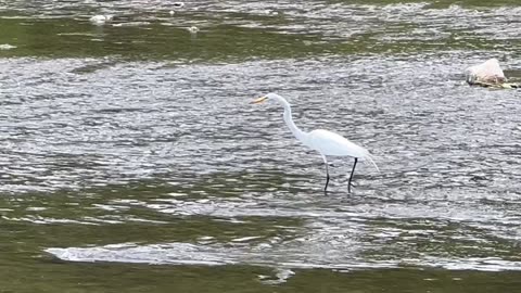 Great White Egret aka Fish Sniper