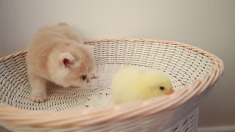 Kittens walk with a tiny chicken