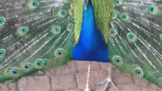 The Peafowl in Australia Wildlife Park