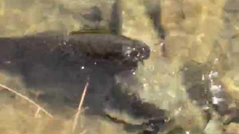 NarethFishing catching lungfish and release