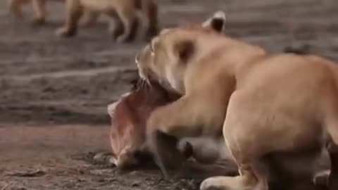 Lion kills baby wildebest