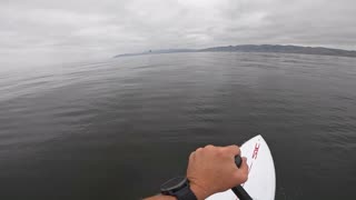 Two Whales Breach Just Feet From Paddleboarder