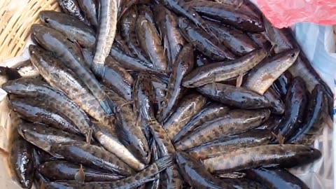 sell of market spotted snakehead