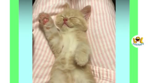 Super Cute Kitten Cat Meowing Compilation Best 2021 Must Watch