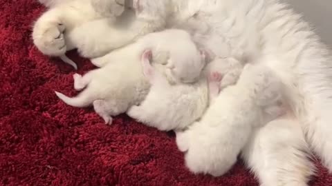 Cat and cats family playing amazing video