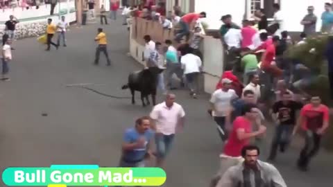 Dangerous/Funny bull gifts with public.