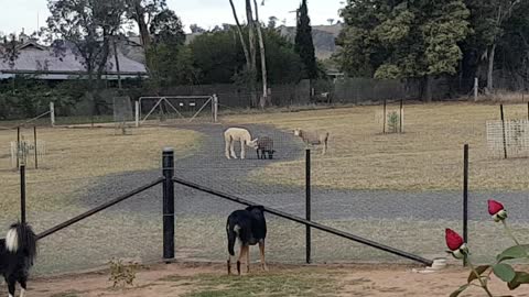 Young Alpaca playing with sheep.