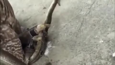 you have to see, how snake & eagle are fighting ? 😱 #shorts #wildlifegkg Wild Life GKG