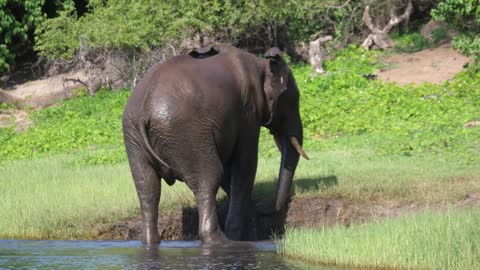 elephant walks out of a lake at Chobe National Park in Botswana