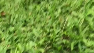 Shirtless guy rope hammock swing falls out hits grass floor laugh