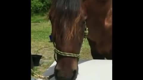 Hilarious horse "plays" the piano for the camera